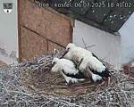 Capi_Dubne_20250706_184003.jpg
