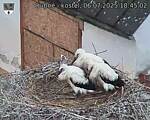 Capi_Dubne_20250706_184502.jpg
