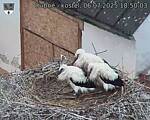 Capi_Dubne_20250706_185003.jpg