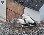 Capi_Dubne_20250706_185503.jpg