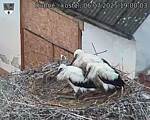 Capi_Dubne_20250706_190003.jpg