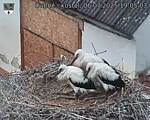 Capi_Dubne_20250706_190503.jpg