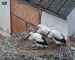 Capi_Dubne_20250706_191503.jpg