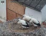 Capi_Dubne_20250706_192003.jpg
