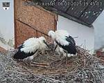 Capi_Dubne_20250706_194503.jpg
