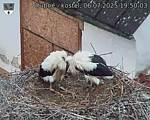 Capi_Dubne_20250706_195003.jpg