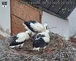 Capi_Dubne_20250706_200503.jpg