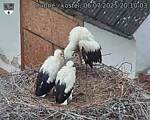 Capi_Dubne_20250706_201003.jpg