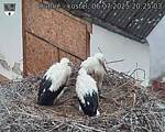 Capi_Dubne_20250706_202503.jpg