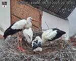 Capi_Dubne_20250706_203003.jpg