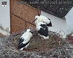 Capi_Dubne_20250706_204503.jpg