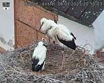 Capi_Dubne_20250706_205003.jpg