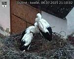Capi_Dubne_20250706_211002.jpg