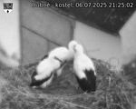 Capi_Dubne_20250706_212502.jpg