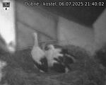 Capi_Dubne_20250706_214002.jpg