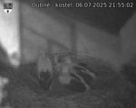 Capi_Dubne_20250706_215502.jpg