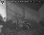 Capi_Dubne_20250706_220502.jpg
