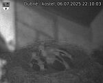 Capi_Dubne_20250706_221003.jpg