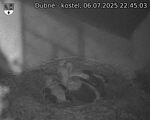 Capi_Dubne_20250706_224503.jpg
