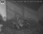 Capi_Dubne_20250706_230503.jpg