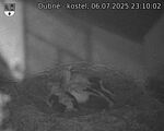 Capi_Dubne_20250706_231002.jpg