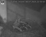 Capi_Dubne_20250706_235503.jpg