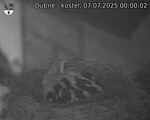 Capi_Dubne_20250707_000002.jpg