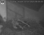 Capi_Dubne_20250707_000503.jpg