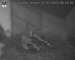 Capi_Dubne_20250707_001002.jpg