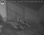 Capi_Dubne_20250707_002502.jpg