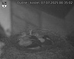 Capi_Dubne_20250707_003502.jpg