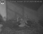 Capi_Dubne_20250707_004502.jpg