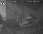 Capi_Dubne_20250707_005003.jpg