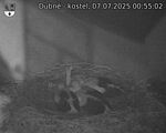 Capi_Dubne_20250707_005502.jpg