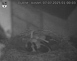 Capi_Dubne_20250707_010003.jpg