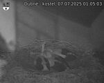 Capi_Dubne_20250707_010503.jpg