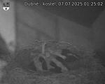 Capi_Dubne_20250707_012502.jpg