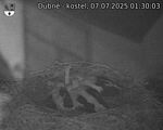 Capi_Dubne_20250707_013003.jpg