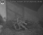 Capi_Dubne_20250707_013502.jpg