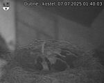 Capi_Dubne_20250707_014003.jpg