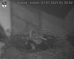 Capi_Dubne_20250707_015002.jpg
