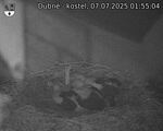 Capi_Dubne_20250707_015504.jpg