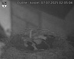 Capi_Dubne_20250707_020504.jpg