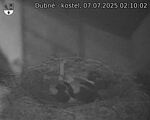 Capi_Dubne_20250707_021002.jpg