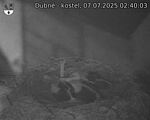 Capi_Dubne_20250707_024003.jpg