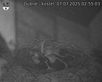 Capi_Dubne_20250707_025503.jpg