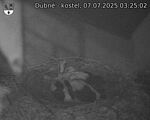 Capi_Dubne_20250707_032502.jpg