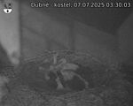 Capi_Dubne_20250707_033003.jpg