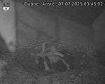 Capi_Dubne_20250707_034502.jpg