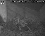 Capi_Dubne_20250707_035503.jpg